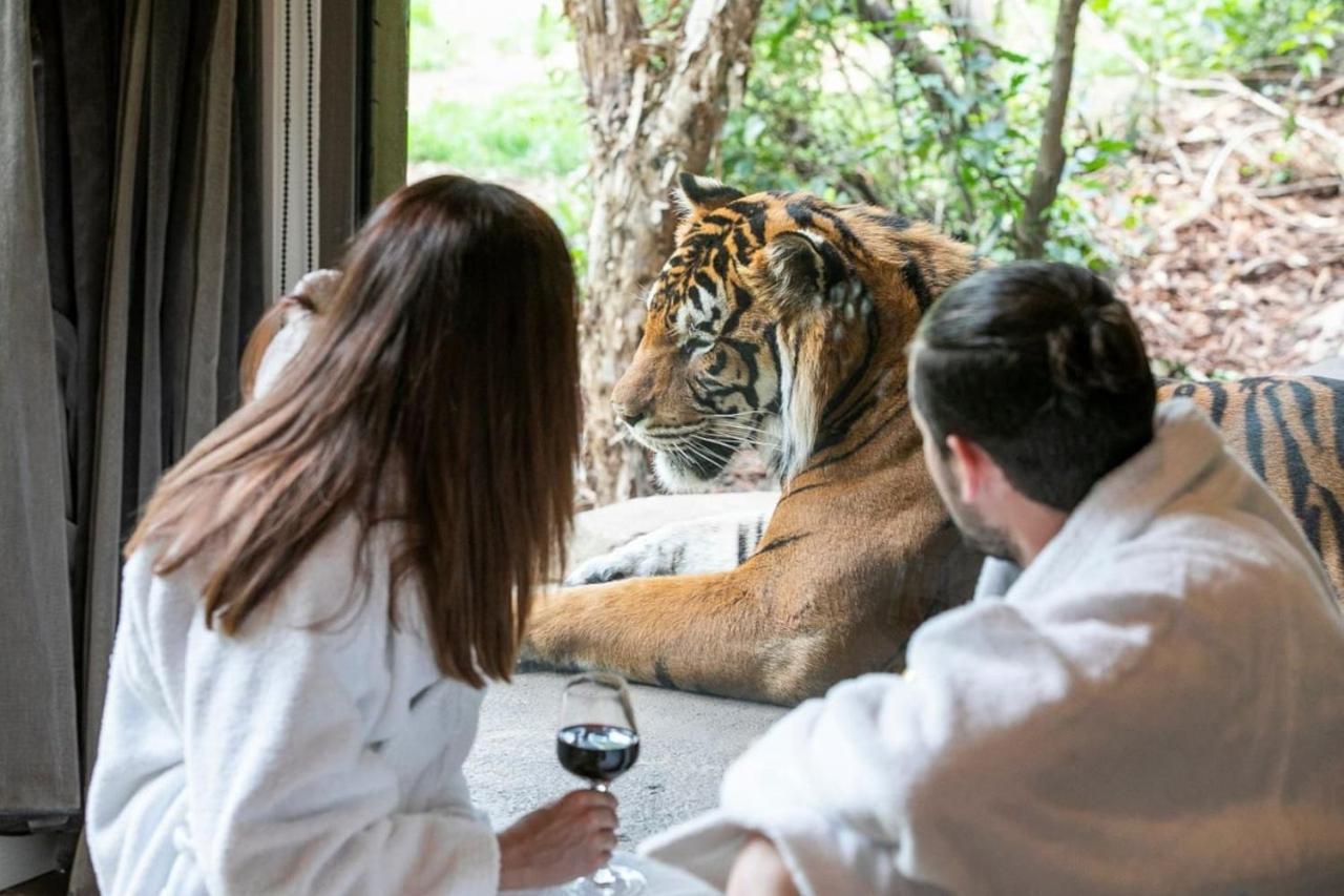 Big Cat Bungalows At The Haven - Lion 2 Canastota Exteriör bild